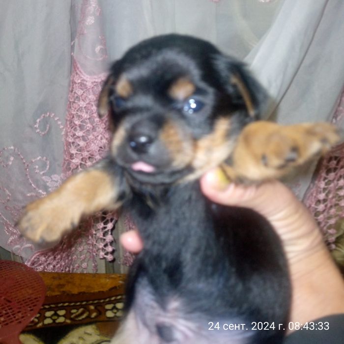 Продам щенков Йоркширский терьер