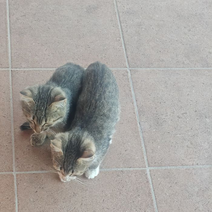 4 маленьких котёнка в добрые руки