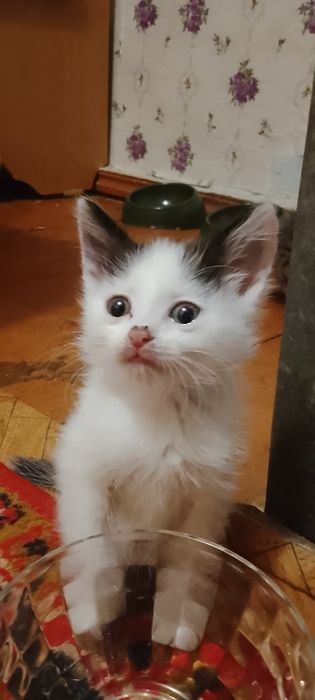 Отдам котят в хорошие руки