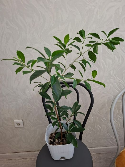комнатные растения