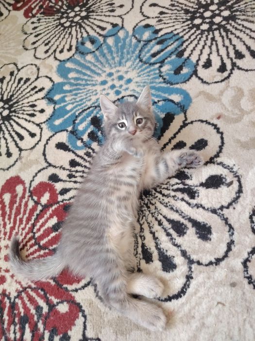 Отдам котят в добрые руки