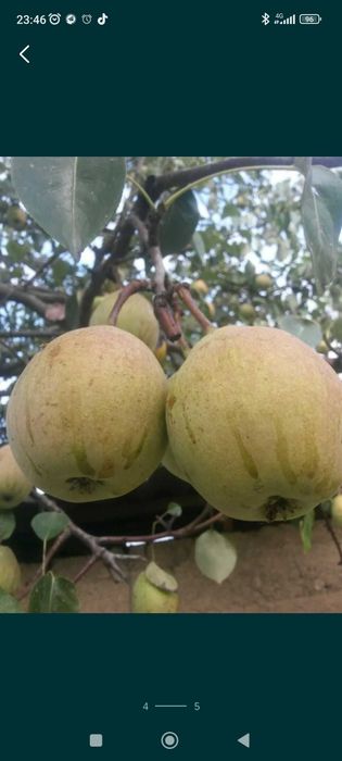 Шредер агро интинсив кучатлар