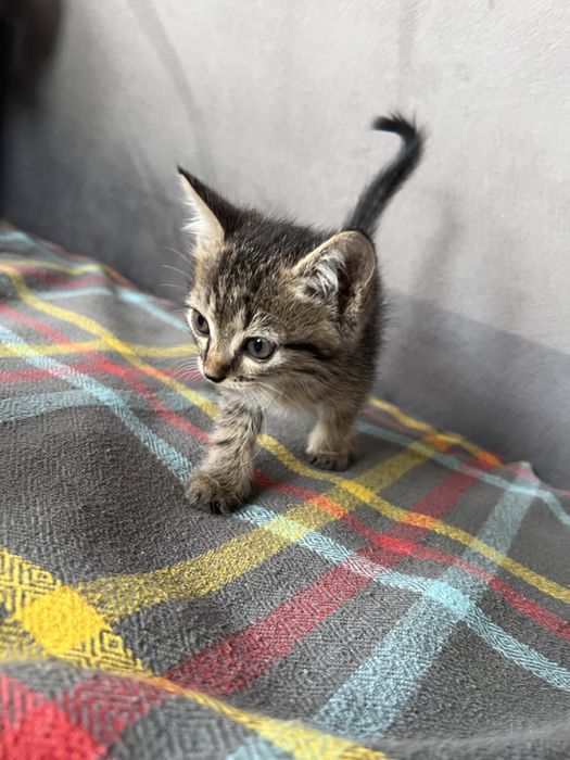 Котята бесплатно