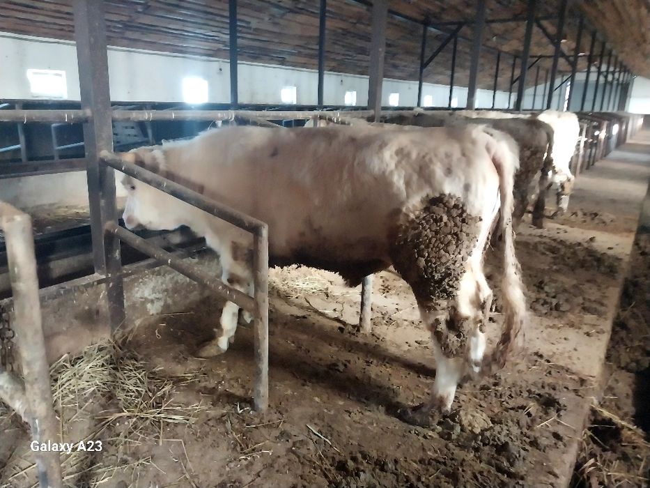 Продам  быков хорошые