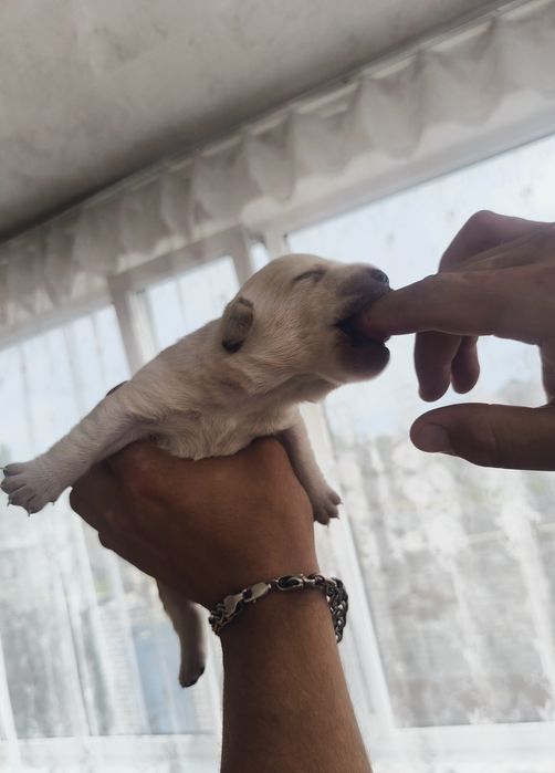 Королевский лаблодор