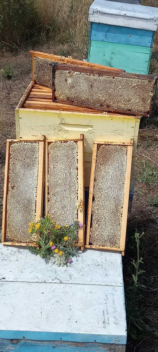 Продавам Пчелен мед в пита