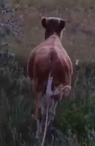 Бұқаны құлынды биеге ауыстырам, Доплатамен