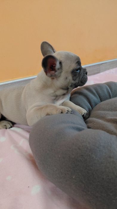 Френски булдог-булдочета