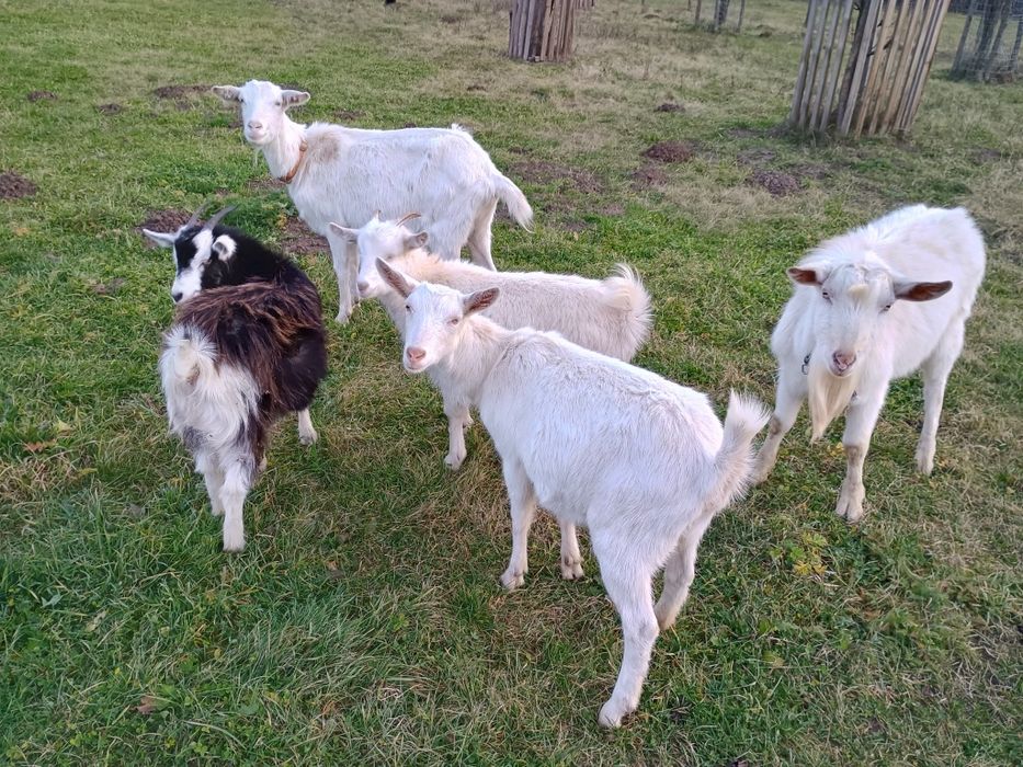 Schimbă locația următoarele capre