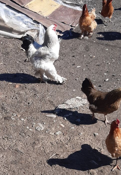 Продам молодого петуха