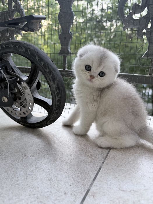 Шотланский Скоттиш Фолд! Шиншилла Серебро!