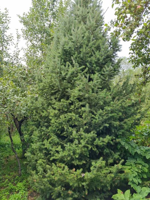 Продам Два дома, усадьбу 28,8 соток, делимый, сауна, навес, хозпостр.