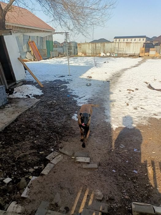 Бельгийская овчарка