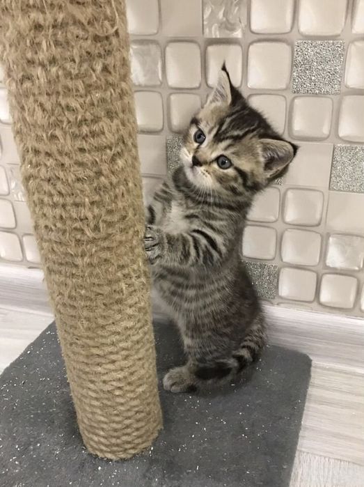 Вислоухие Шотландские котята