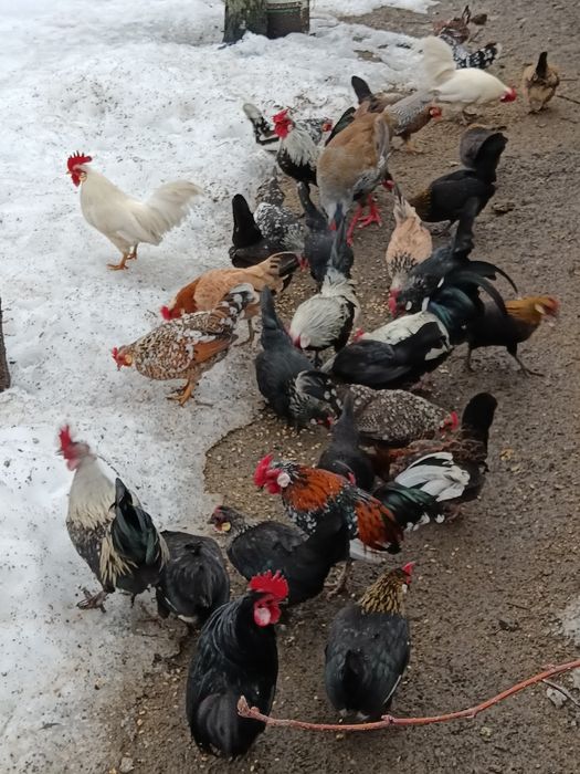 Vând găini pitice și fazan argintiu