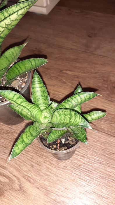 Сансевиерия Санса  Цветы в Алматы