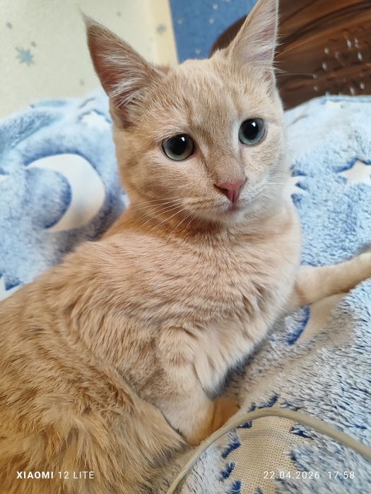 Отдам девочку в заботливые добрые руки