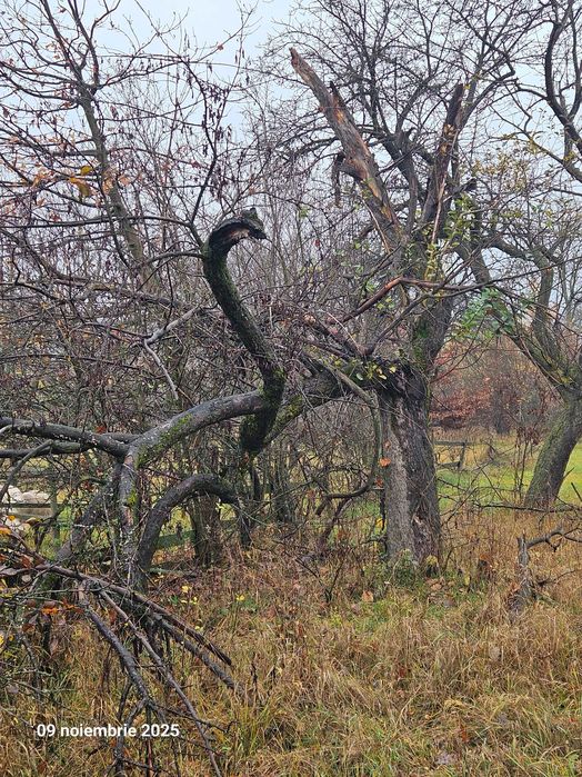 Tulpina de nuc bătrân de vânzare. Sat Pietroșani, județul Argeș. Mai am si niste meri uscati si pruni uscati de vanzare.