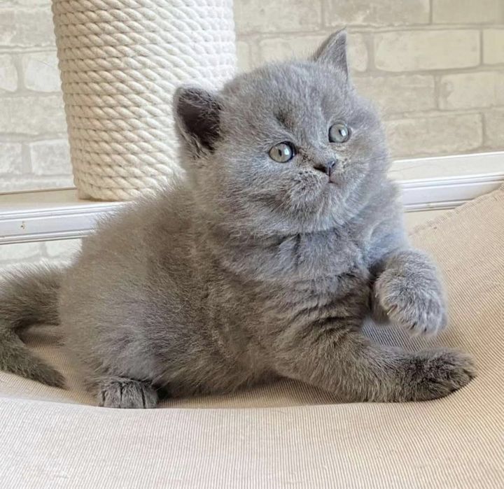 British shorthair fetiță
