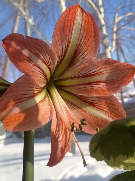 Цветы ,  Амаралис