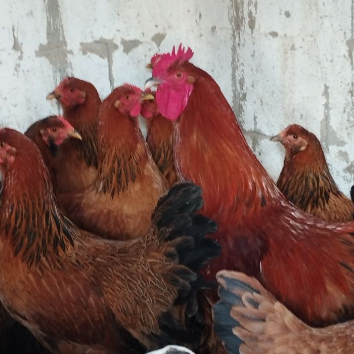 Продам куры домашние
