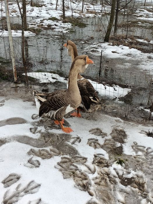 Pereche gâște holmogor