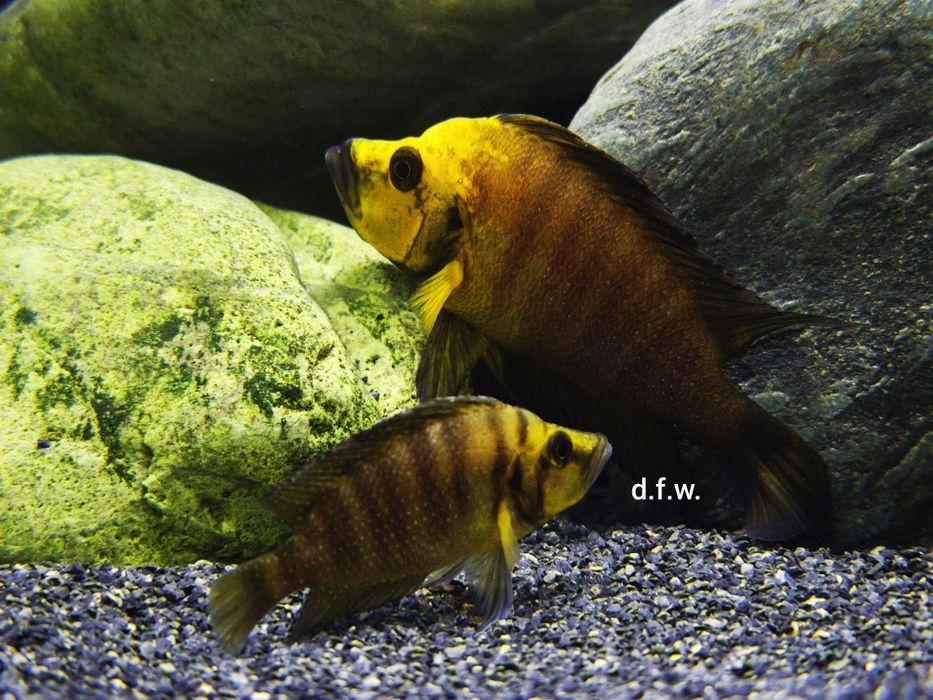 Altolamprologus Compressiceps Gold Head - MUZI