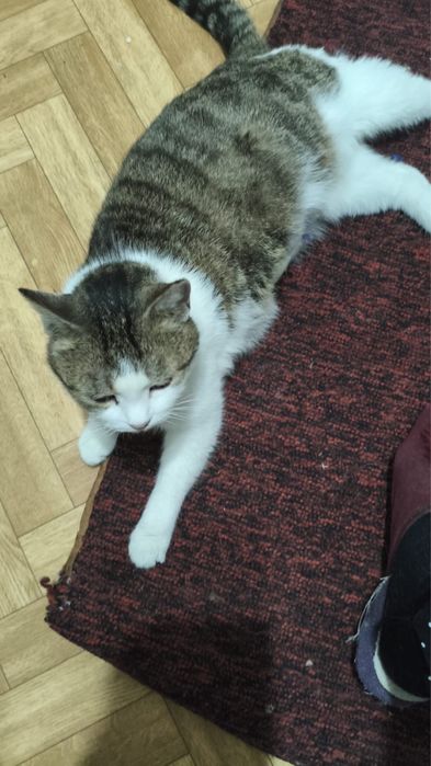 Отдам кошку в добрые руки стерелизованная