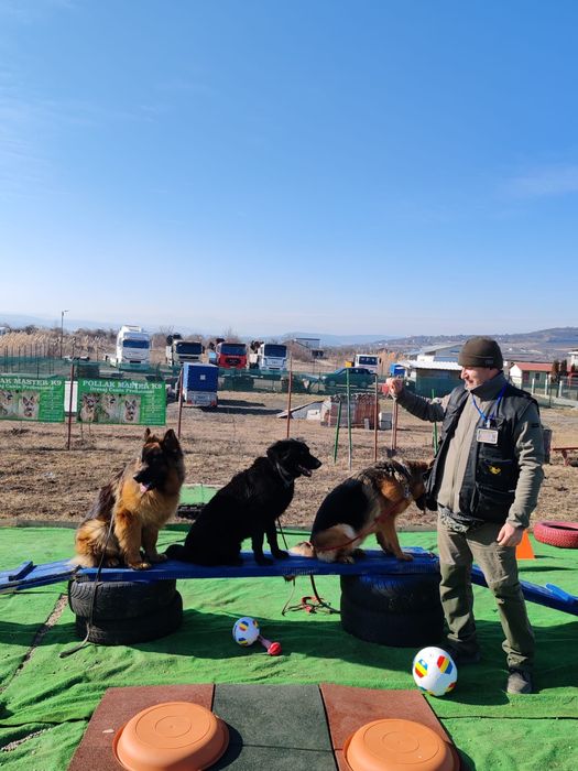 Dresaj Canin Cluj