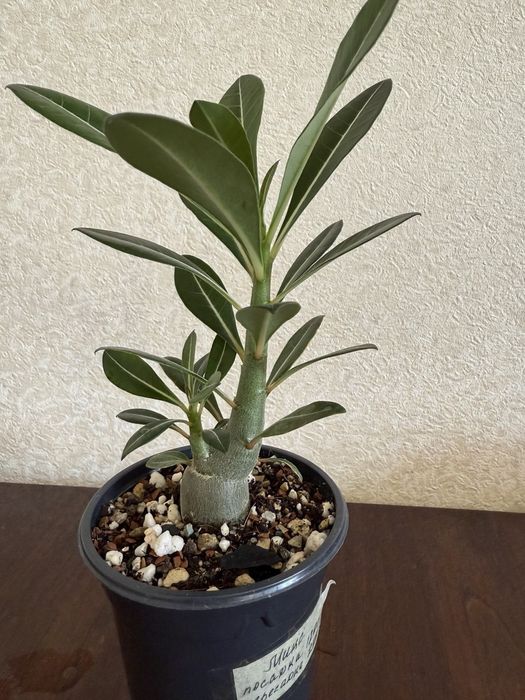 Продаю адениумы, сортовые сеянцы