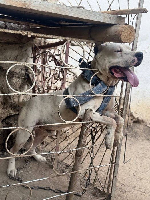Pit bul sotiladi yoshi 2 ga kirgan narxi 200$ dollar