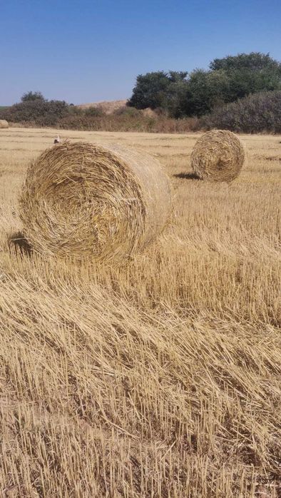 Предлагам бали сено,слама и люцерна