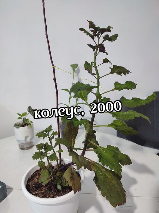 Комнатные цветы недорого