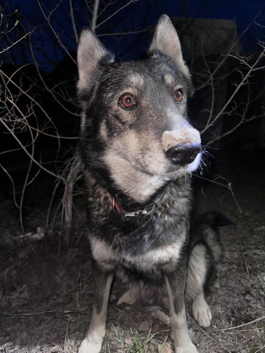 Отдам в хорошие руки