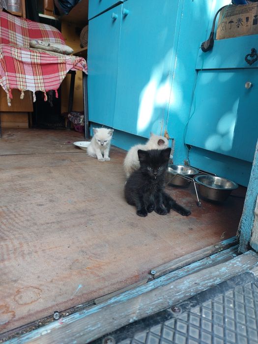 Котята - отдам в добрые руки