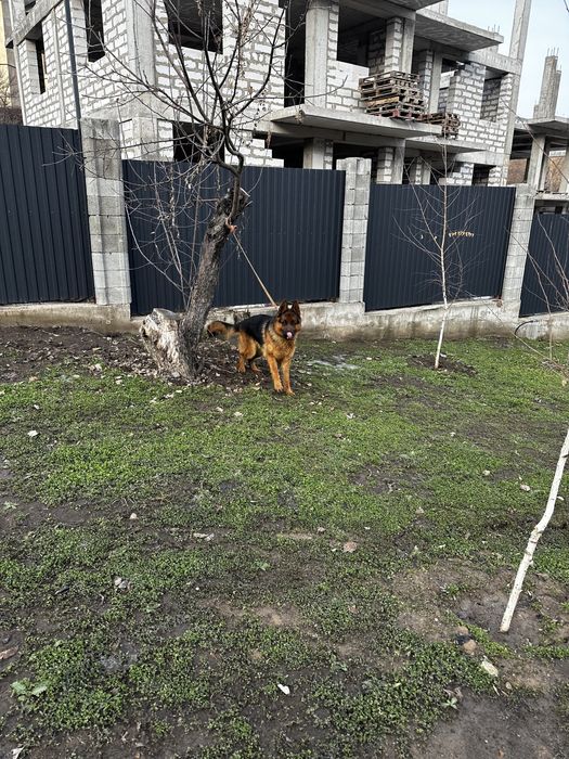 Продам немецкую овчарку