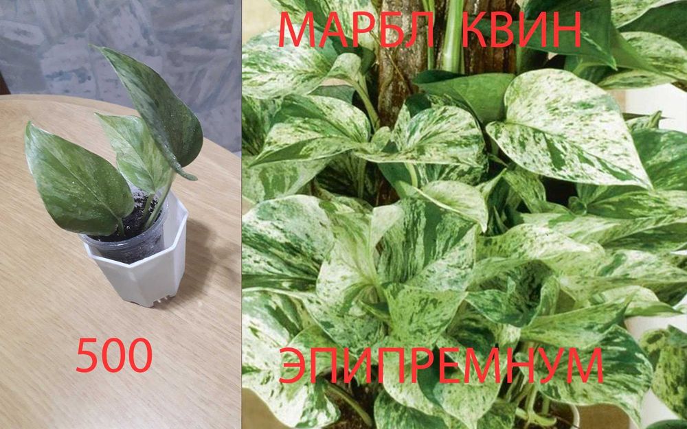 Цветочки  разные  продам