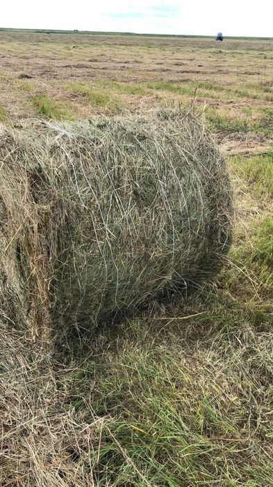 Продажа свежего сена