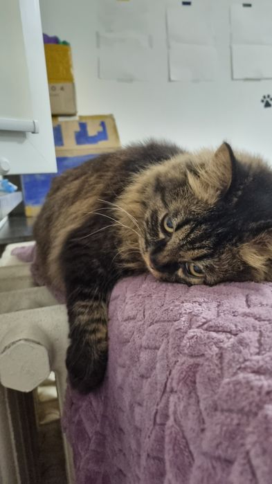 Породистый котик ищет дом