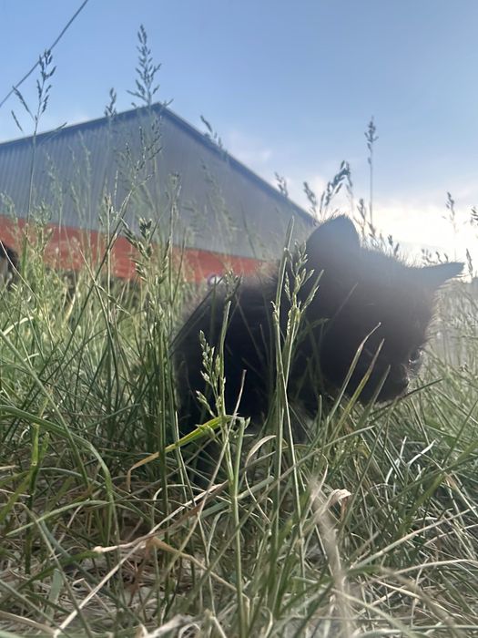 Отдам котят хорошие руки