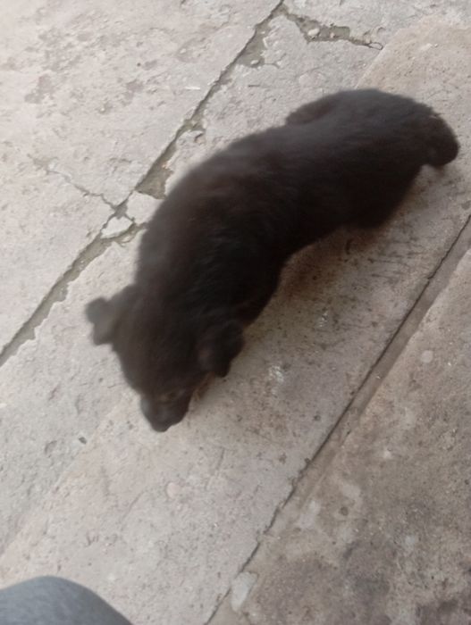 Щенок немецкой овчарки