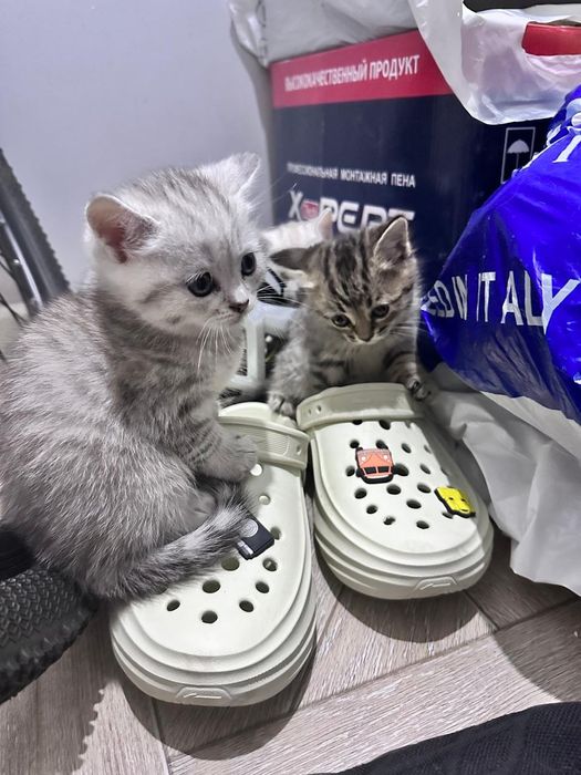 Отдам котят в добрые руки