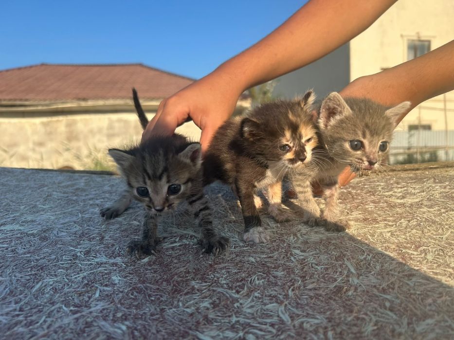 котята в добрые руки