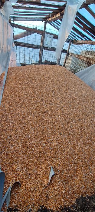 Vând Porumb boabe 2025