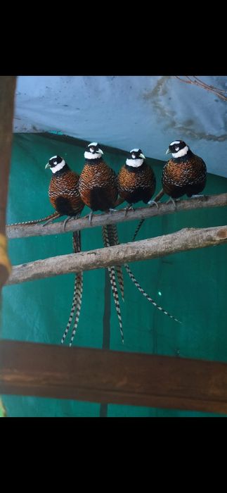 Vand Pauni An I II III IV V VI(fazani comuni ,Pe rosu,Pe galben,Regali