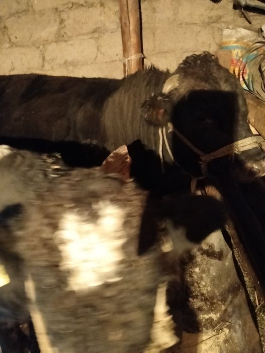 Бык Бука сатылады Откорм