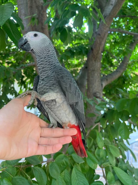 Продам попугая жако 580к