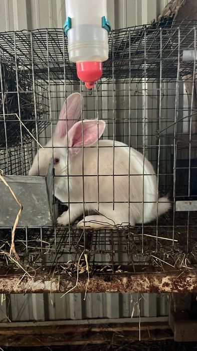 Vind iepuri rasa hicole francez și fluture german