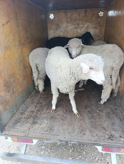 Bug'oz   Quy merenos parotadi urg'ochi  5ta bor 10 11 oylik