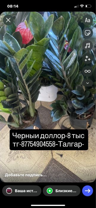 Монстера,Антуриум,Цикас,Алоказии